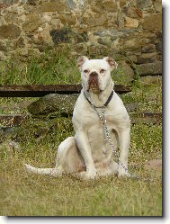 Americk bulldog