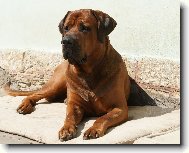 Tosa Inu