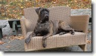 Bullmastiff \(Dog standard\)