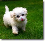 Bichon poil fris, Bichon Frise