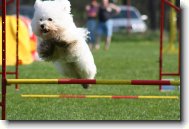 Bichon poil fris, Bichon Frise