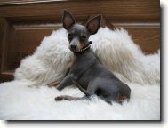 Prague ratter \(Dog standard\)