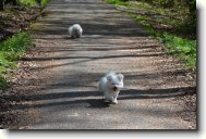 Bichon poil fris, Bichon Frise