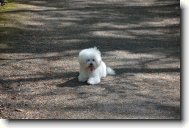Bichon poil fris, Bichon Frise