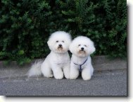 Bichon poil fris, Bichon Frise