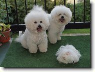 Bichon poil fris, Bichon Frise