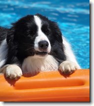 Border collie \(Dog standard\)