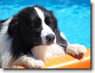 Border collie \(Dog standard\)