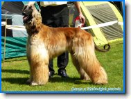 Afghan hound \(Dog standard\)