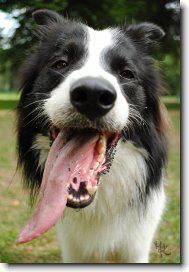 Border collie \(Dog standard\)