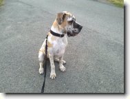 Deutsche Dogge