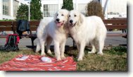 Pyrenean mountain dog