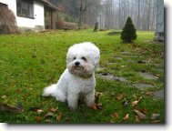 Bichon poil fris, Bichon Frise