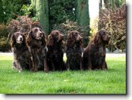 Deutscher Wachtelhund, German Spaniel