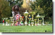 Deutscher Wachtelhund, German Spaniel