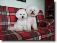 Bichon poil fris, Bichon Frise