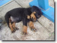 Rottweiler