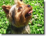 Jorkšírský terier, Yorkshire Terrier,
