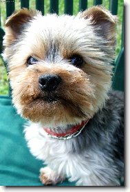 Jorkšírský terier, Yorkshire Terrier,