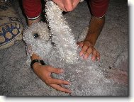Bedlington Terrier