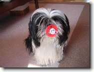 icu, Shih-Tzu
