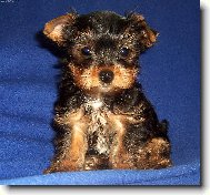 Jorkšírský terier, Yorkshire Terrier,