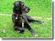 Deutsche Dogge