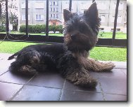 Jorkšírský terier, Yorkshire Terrier,