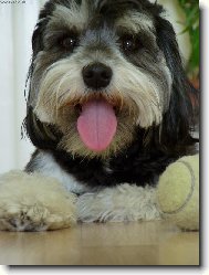 Bichon á poil frisé, Bichon Frise