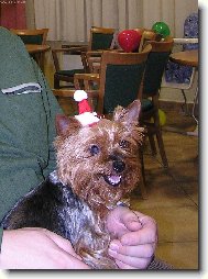 Jorkšírský terier, Yorkshire Terrier,