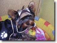 Jorkšírský terier, Yorkshire Terrier,