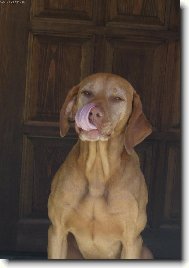 Rövidszörü Magyar Vizsla, Hungarian Short-haired Pointing Dog