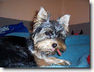 Jorkšírský terier, Yorkshire Terrier,
