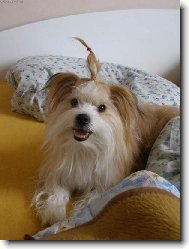 Jorkšírský terier, Yorkshire Terrier,