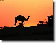 Egyptsk arabsk republika