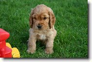 English Cocker Spaniel