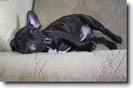 Bouledogue francais, French Bulldog