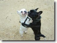 Bouledogue francais, French Bulldog