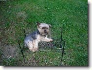 Jorkšírský terier, Yorkshire Terrier,