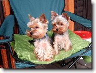 Jorkšírský terier, Yorkshire Terrier,