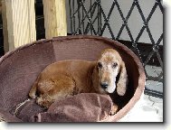 English Cocker Spaniel