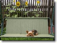 Jorkšírský terier, Yorkshire Terrier,