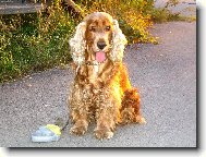 English Cocker Spaniel
