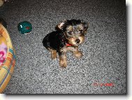 Jorkšírský terier, Yorkshire Terrier,