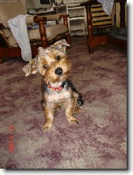 Jorkšírský terier, Yorkshire Terrier,