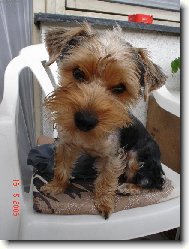 Jorkšírský terier, Yorkshire Terrier,