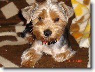 Jorkšírský terier, Yorkshire Terrier,