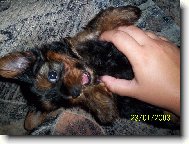 Jorkšírský terier, Yorkshire Terrier,