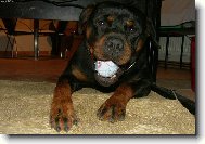 Rottweiler