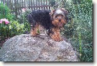 Jorkšírský terier, Yorkshire Terrier,